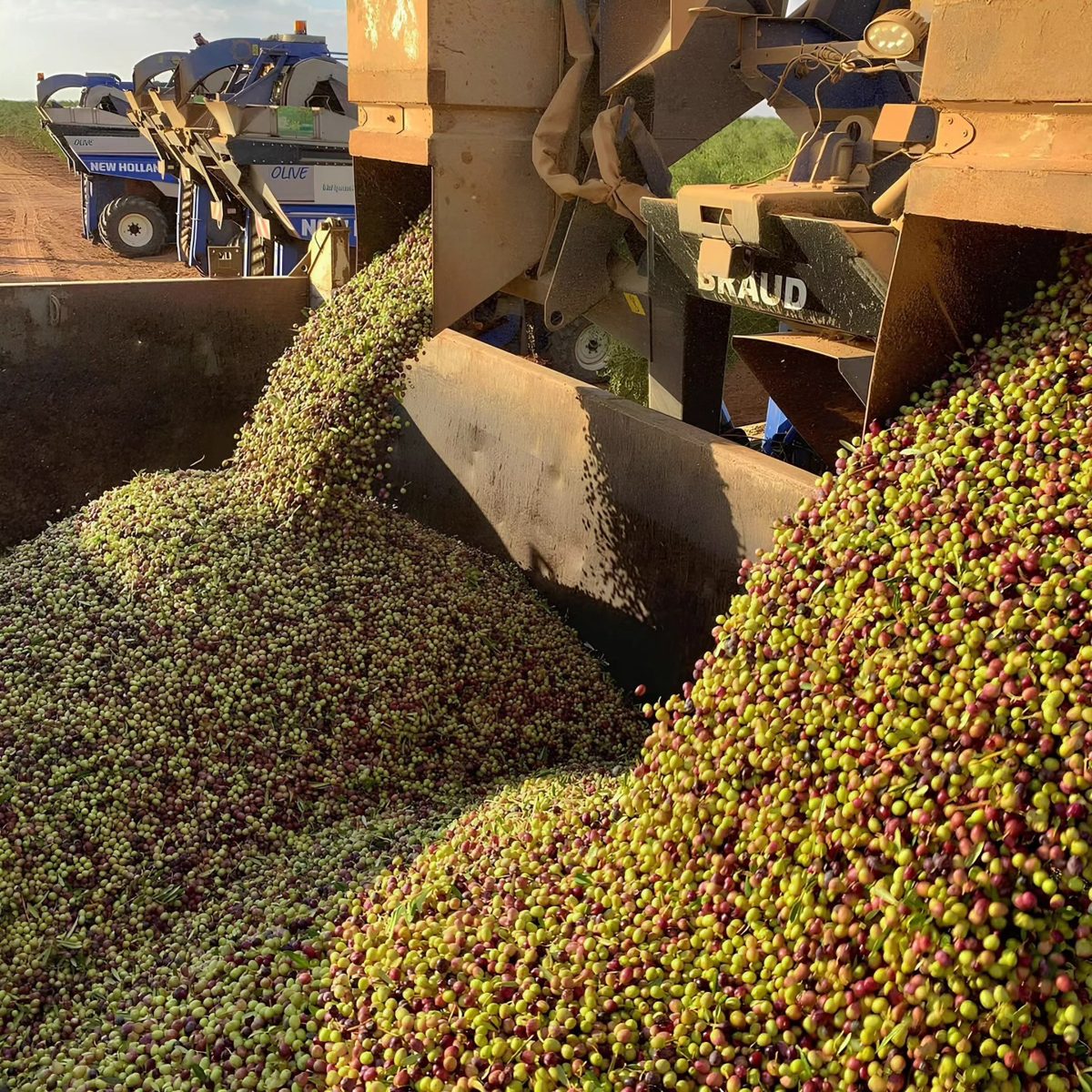 Freshly harvested olives in Saudi Arabia, the source of the seed by-product